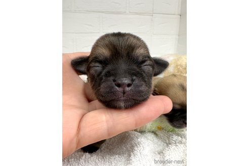 成約済の愛知県のチワワ(ロングコート)-317516の23枚目