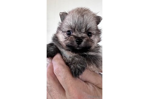 成約済の埼玉県のポメラニアン-317523の1枚目