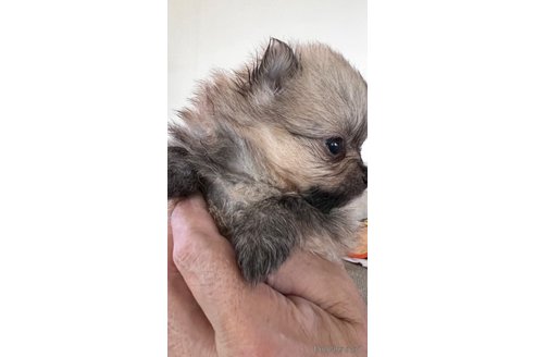 成約済の埼玉県のポメラニアン-317523の7枚目
