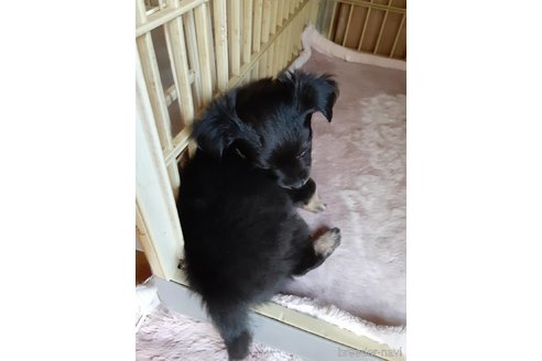 成約済の愛媛県のチワワ(ロングコート)-312842の6枚目