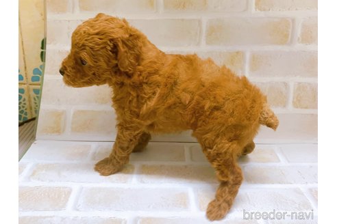 成約済の東京都のタイニープードル-317109の2枚目