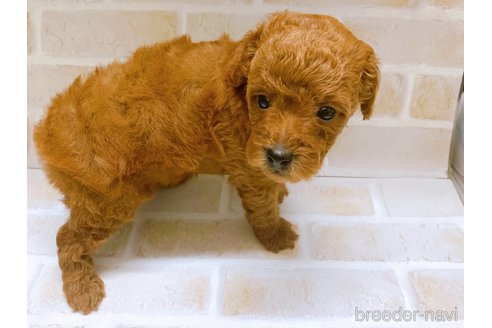 成約済の東京都のタイニープードル-317109の3枚目