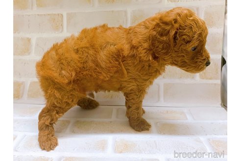 成約済の東京都のタイニープードル-317109の4枚目