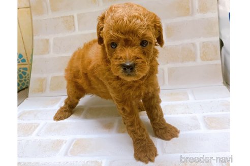 成約済の東京都のタイニープードル-317109の5枚目