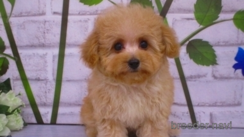 成約済の鳥取県のティーカッププードル-317561の1枚目