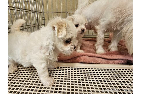 成約済の愛知県のマルチーズ-317565の2枚目