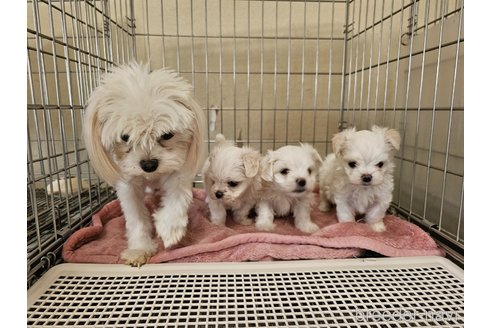 成約済の愛知県のマルチーズ-317566の3枚目