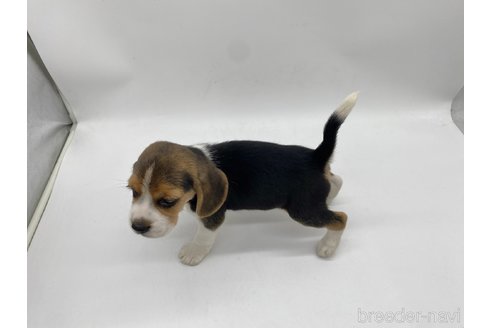 成約済の愛知県のビーグル-317599の4枚目