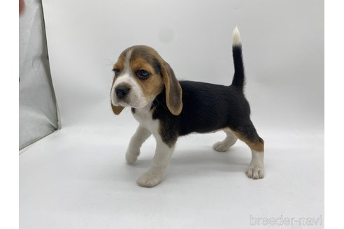 成約済の愛知県のビーグル-317599の3枚目