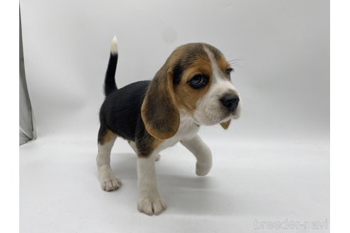 成約済の愛知県のビーグル-317599の2枚目