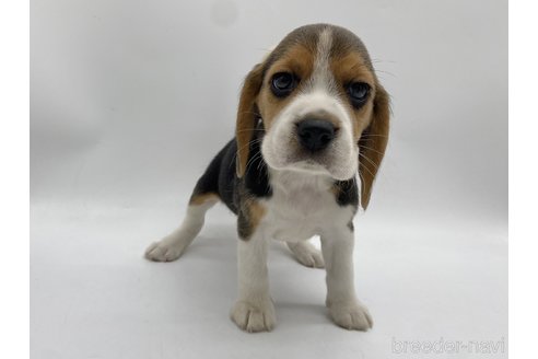 成約済の愛知県のビーグル-317599の1枚目