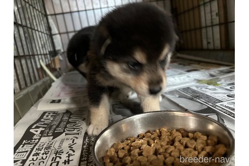 成約済の千葉県の柴犬-315109の3枚目
