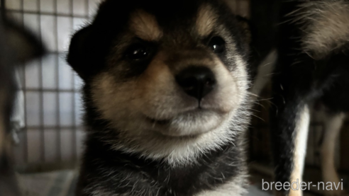 成約済の千葉県の柴犬-315109