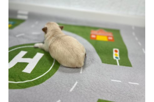成約済の愛知県のチワワ(ロングコート)-317603の4枚目