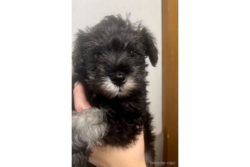 成約済の三重県のミニチュアシュナウザー-317650の20枚目