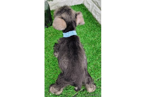 成約済の岡山県のミニチュアシュナウザー-317662の4枚目