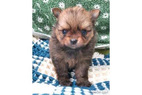 成約済の群馬県のポメチワ:ポメラニアン×チワワ-317673の10枚目