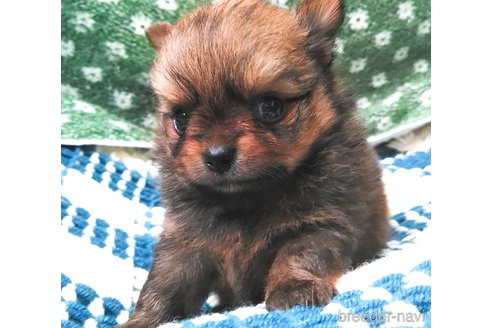 成約済の群馬県のポメチワ:ポメラニアン×チワワ-317673の11枚目