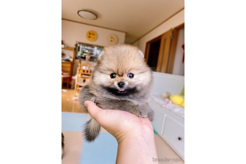 成約済の岐阜県のポメラニアン-314357の26枚目