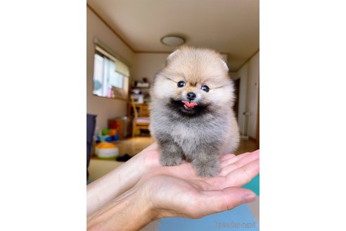 成約済の岐阜県のポメラニアン-314357の1枚目