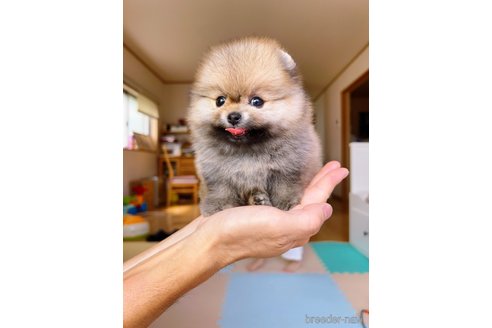 成約済の岐阜県のポメラニアン-314357の24枚目