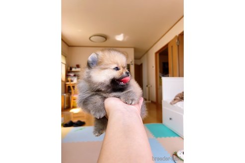 成約済の岐阜県のポメラニアン-314357の21枚目