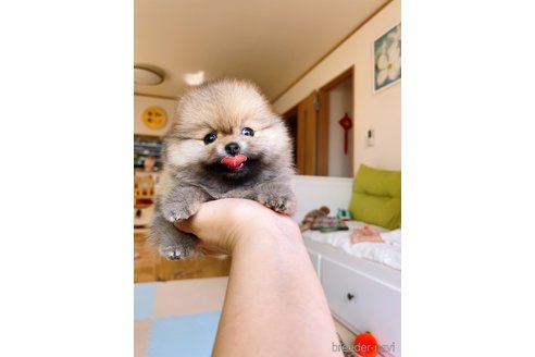 成約済の岐阜県のポメラニアン-314357の19枚目