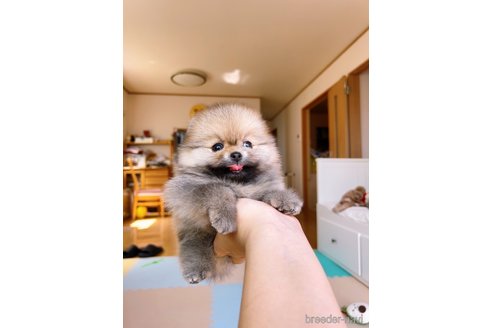 成約済の岐阜県のポメラニアン-314357の18枚目