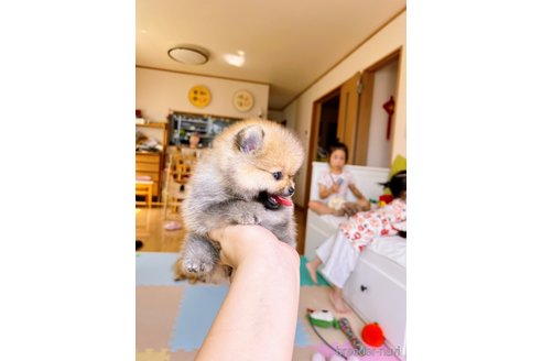 成約済の岐阜県のポメラニアン-314357の16枚目