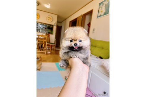 成約済の岐阜県のポメラニアン-314357の15枚目