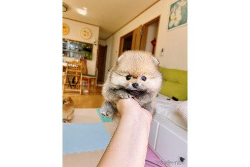 成約済の岐阜県のポメラニアン-314357の14枚目