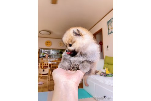 成約済の岐阜県のポメラニアン-314357の7枚目