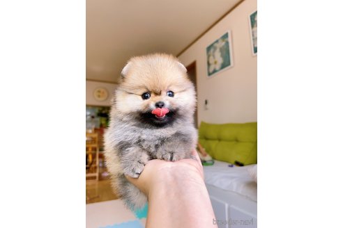 成約済の岐阜県のポメラニアン-314357の6枚目