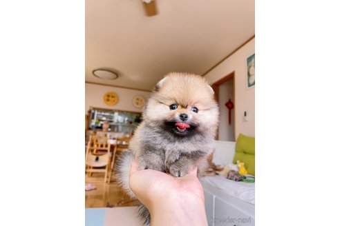 成約済の岐阜県のポメラニアン-314357の5枚目
