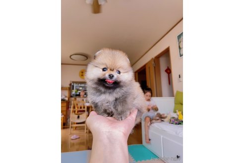 成約済の岐阜県のポメラニアン-314357の4枚目