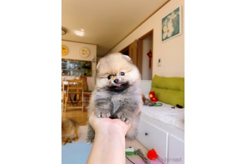成約済の岐阜県のポメラニアン-314357の3枚目