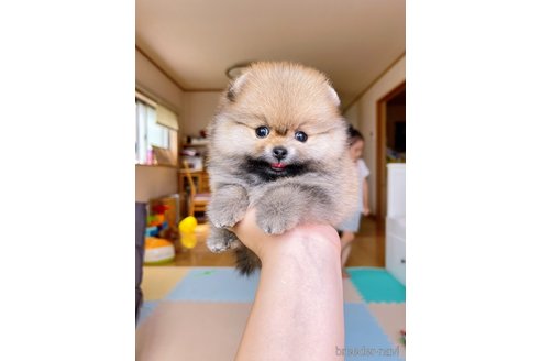 成約済の岐阜県のポメラニアン-314357の2枚目