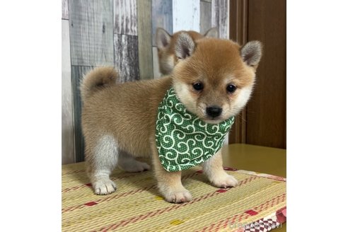 成約済の茨城県の豆柴-314457の4枚目