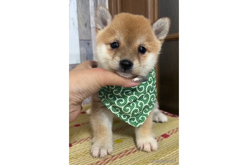 成約済の茨城県の豆柴-314457の5枚目