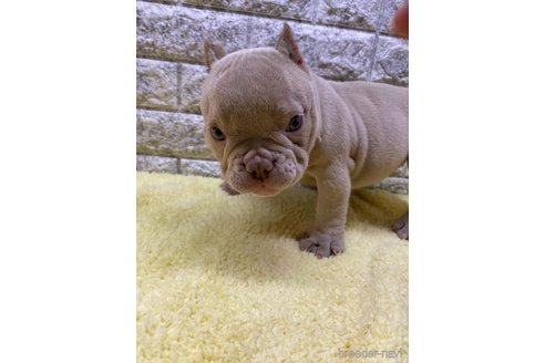 成約済の茨城県のエキゾチックブリー-308937の1枚目