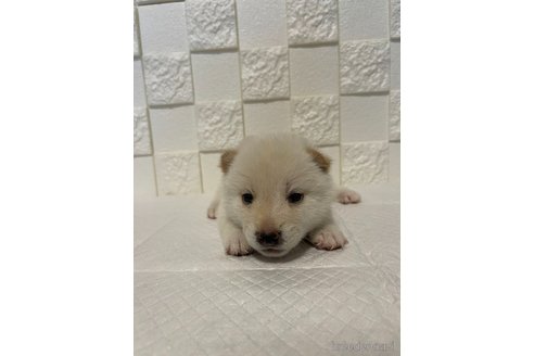 成約済の群馬県の豆柴-317683の6枚目