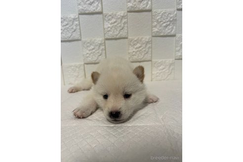成約済の群馬県の豆柴-317684の7枚目