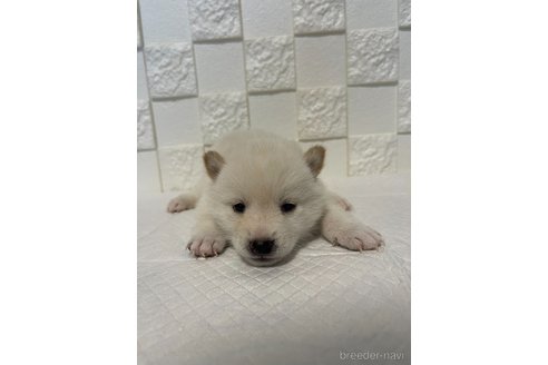 成約済の群馬県の豆柴-317684の3枚目