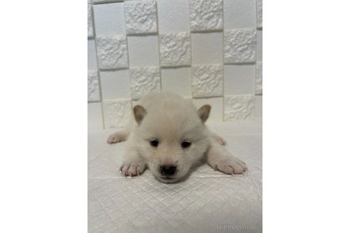 成約済の群馬県の豆柴-317684の4枚目