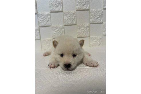 成約済の群馬県の豆柴-317684の2枚目
