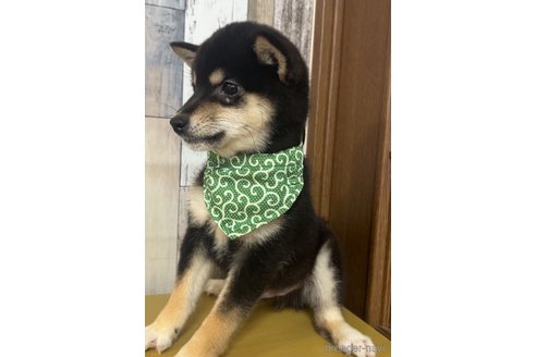 成約済の茨城県の豆柴-315915の5枚目