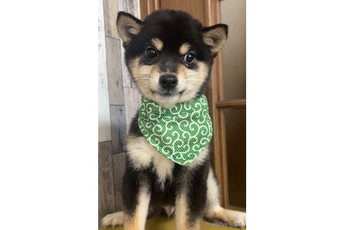 成約済の茨城県の豆柴-315915の4枚目