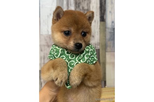 成約済の茨城県の豆柴-315927の5枚目