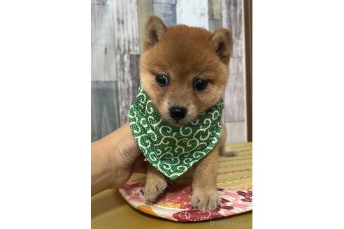 成約済の茨城県の豆柴-315927の3枚目