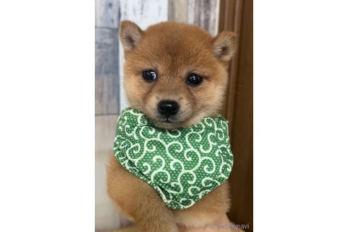 成約済の茨城県の豆柴-315927の4枚目